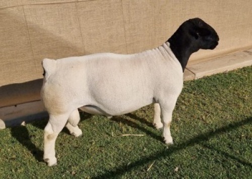 1 X DORPER RAM - T5 Mickey Phillips