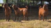 3 X KALAHARI BUCK JXR (Per animal to take the lot)