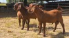 3 X KALAHARI BUCK JXR (Per animal to take the lot)