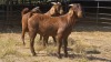 3 X KALAHARI BUCK JXR (Per animal to take the lot)