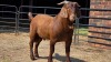 1 X KALAHARI BUCK JXR