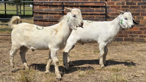 2 X SAVANNA BUCK JXR (Per animal to take the lot)