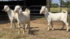 3 X SAVANNA BUCK JXR (Per animal to take the lot)
