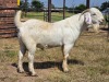 1 X SAVANNA BUCK JXR