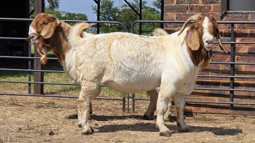 2 X BOER GOAT BUCK JXR (Per animal to take the lot)