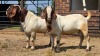 2 X BOER GOAT BUCK JXR (Per animal to take the lot)