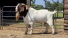 1 X BOER GOAT BUCK JXR