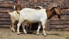 3 X BOER GOAT BUCK JXR (Per animal to take the lot)