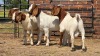 4 X BOER GOAT BUCK JXR (Per animal to take the lot)
