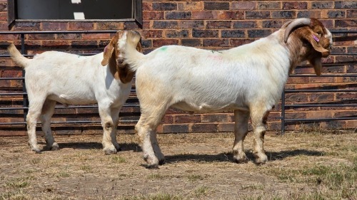 2 X BOER GOAT BUCK JXR (Per animal to take the lot)