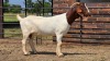 1 X BOER GOAT DOE BASHEWA DORPERS