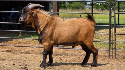 1 X DWERGBOK BUCK JXR