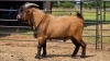 1 X DWERGBOK BUCK JXR