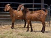 2 X KALAHARI DOE HSM KOTZE (Per animal to take the lot)