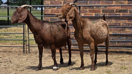 2 X KALAHARI DOE HSM KOTZE (Per animal to take the lot)