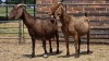 2 X KALAHARI DOE HSM KOTZE (Per animal to take the lot)