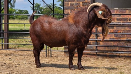 1 X KALAHARI BUCK WILMEG