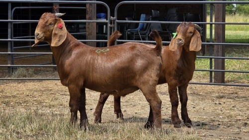 2 X KALAHARI BUCK W.A.S SNYDERS (Per animal to take the lot)