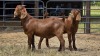 2 X KALAHARI BUCK W.A.S SNYDERS (Per animal to take the lot)
