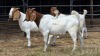 3 X BOER GOAT BUCK W.A.S SNYDERS (Per animal to take the lot)