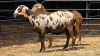 2 X MEATMASTER EWE TW FOURIE (Per animal to take the lot)