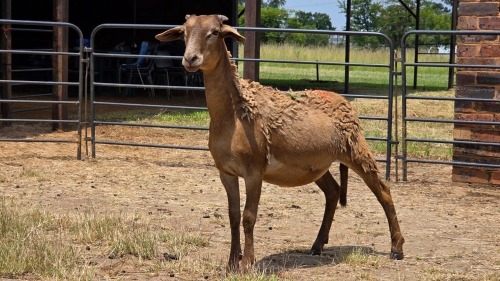 1 X MEATMASTER EWE WIAN NEL