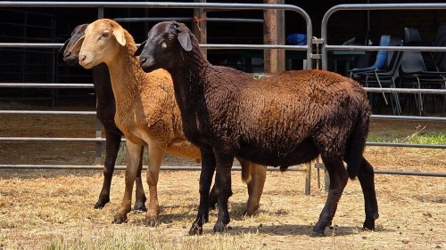 3 X MEATMASTER RAM WIAN NEL (Per animal to take the lot)