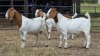 3 X BOER GOAT BUCK W.A.S SNYDERS (Per animal to take the lot)