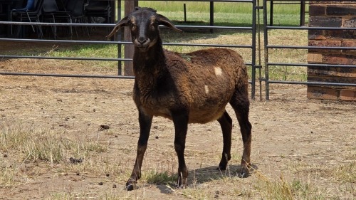 1 X MEATMASTER EWE WIAN NEL