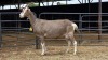 1 X TOGGENBURG DOE C. CASILLO