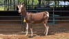 1 X TOGGENBURG DOE C. CASILLO