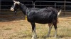 1 X ALPINE DOE C. CASILLO