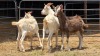 3 X SAANEN & TOGGENBURG BUCK C. CASILLO (Per animal to take the lot)