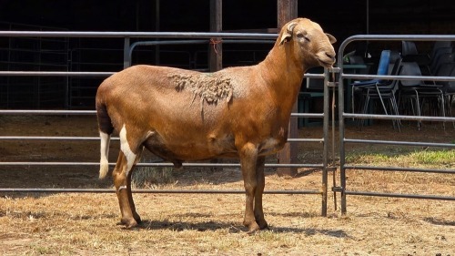 1 X MEATMASTER RAM E. ELS