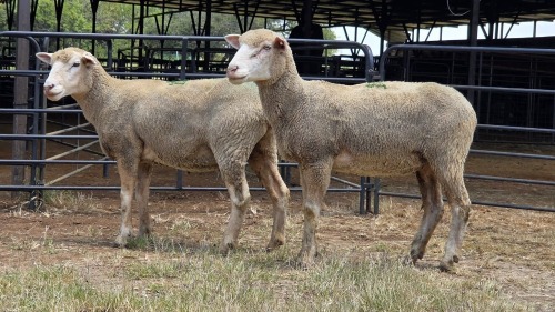 2 X ILE DE FRANCE EWE C. CASILLO (Per animal to take the lot)