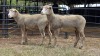 2 X ILE DE FRANCE EWE C. CASILLO (Per animal to take the lot)