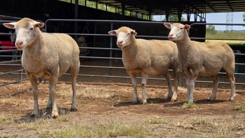 3 X ILE DE FRANCE EWE C. CASILLO (Per animal to take the lot)
