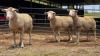 3 X ILE DE FRANCE EWE C. CASILLO (Per animal to take the lot)