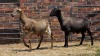 2 X MEATMASTER RAM E. ELS (Per animal to take the lot)