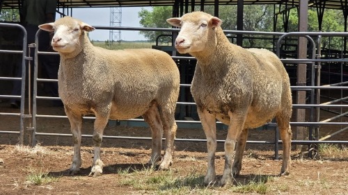 2 X ILE DE FRANCE EWE C. CASILLO (Per animal to take the lot)