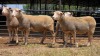 4 X ILE DE FRANCE EWE C. CASILLO (Per animal to take the lot)