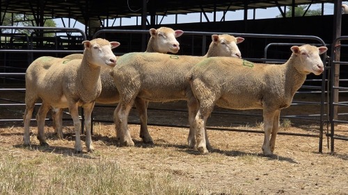 4 X ILE DE FRANCE EWE C. CASILLO (Per animal to take the lot)