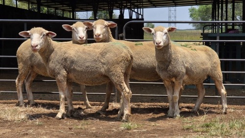 4 X ILE DE FRANCE EWE C. CASILLO (Per animal to take the lot)