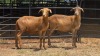2 X MEATMASTER EWE E. ELS (Per animal to take the lot)