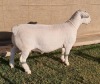 1 X WIT/WHITE DORPER RAM - STOET/STUD Ashley Phillips