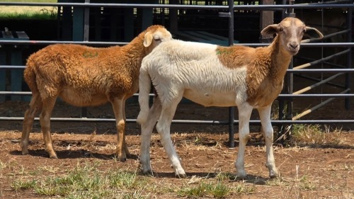 2 X MEATMASTER EWE E. ELS (Per animal to take the lot)