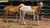 2 X MEATMASTER EWE E. ELS (Per animal to take the lot)