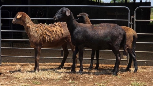 3 X MEATMASTER EWE E. ELS (Per animal to take the lot)