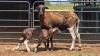 1+1 X MEATMASTER EWE E. ELS