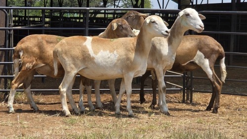 4 X MEATMASTER EWE E. ELS (Per animal to take the lot)